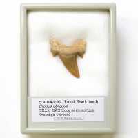FB146A   サメの歯化石(オトダス)  (産地　モロッコ)