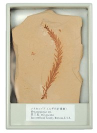 FB134   植物化石(メタセコイア)  (産地　ｱﾒﾘｶ､ﾓﾝﾀﾅ州)