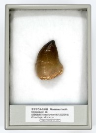 FB196B   モササウルスの歯  (産地　モロッコ)