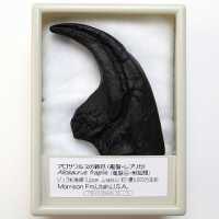 FR007  アロサウルスの爪【レプリカ】　（産地　ｱﾒﾘｶ､ﾕﾀ州）